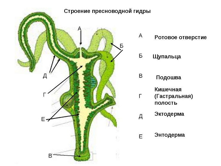 Ссылки на тор блэк спрут